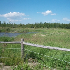 Wetland